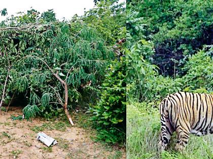 Eventually, the Raghu Wildlife Sanctuary | अखेर रवी जंगलात वाघीण जेरबंद