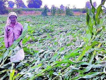 Drought | अवकाळी पावसाने मका पीक उद्ध्वस्त Drought | अवकाळी पावसाने मका पीक उद्ध्वस्त