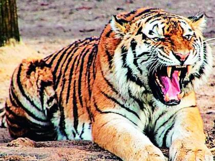 In three years, tigers and leopards have killed 26 people | तीन वर्षांत वाघ-बिबट्यांनी घेतला तब्बल 26 जणांचा बळी