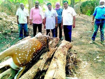 Death of Chitale in an unknown vehicle | अज्ञात वाहनाच्या धडकेत चितळाचा मृत्यू