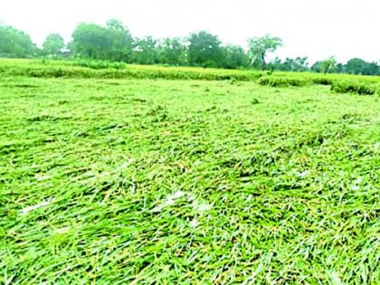 Heavy rains in four talukas, paddy crops were washed away | चार तालुक्यात अतिवृष्टी, धानपीक झाले भुईसपाट