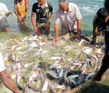 Fishery on Oxygen | मत्स्यव्यवसाय आॅक्सिजनवर