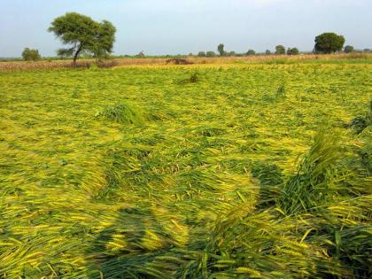 Wheat;, watermelon damaged | गहू आडवा; टरबूज फुटले