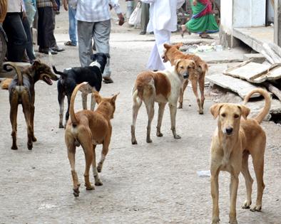 Dogs bite ten people every day! | मोकाट कुत्रे दररोज दहा जणांचे तोडतात लचके !