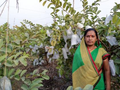 Sow twenty lakhs on roasted dung and basal manure dosa | कुजलेले शेणखत अन् बेसल खताच्या डोसावर घेतले वीस लाखांचे पेरू