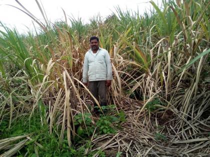 Infestation of pisces on the crop | पिकावर हुमणी किडीचा प्रादुर्भाव