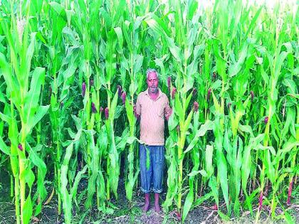 Even during the rabbi season, maize crops are grown | रब्बी हंगामातही बहरले मका पीक