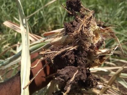 Farmers worried due to poor seed pests | ेउसावर खोड किडीच्या प्रादुर्भावाने शेतकरी चिंतेत Farmers worried due to poor seed pests | ेउसावर खोड किडीच्या प्रादुर्भावाने शेतकरी चिंतेत
