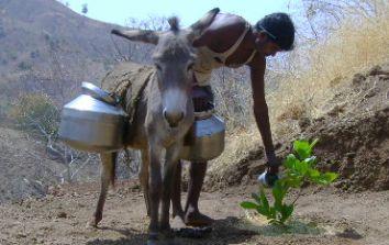 The time to find 'Gadhva' will be on the officers of Nandurbar district | नंदुरबार जिल्ह्यातील अधिका:यांवर येणार ‘गाढवं’ शोधण्याची वेळ The time to find 'Gadhva' will be on the officers of Nandurbar district | नंदुरबार जिल्ह्यातील अधिका:यांवर येणार ‘गाढवं’ शोधण्याची वेळ