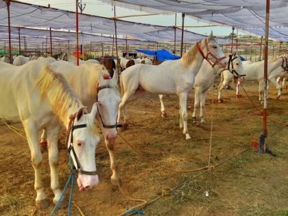 A crowd of devotees gathered on the first day in Sarangkhed | सारंगखेड्यात पहिल्या दिवशी उसळली भाविकांची गर्दी A crowd of devotees gathered on the first day in Sarangkhed | सारंगखेड्यात पहिल्या दिवशी उसळली भाविकांची गर्दी