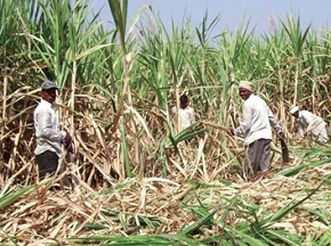 Satpuda Sugar factory started at full capacity | सातपुडा साखर कारखाना पूर्ण क्षमतेने सुरू Satpuda Sugar factory started at full capacity | सातपुडा साखर कारखाना पूर्ण क्षमतेने सुरू