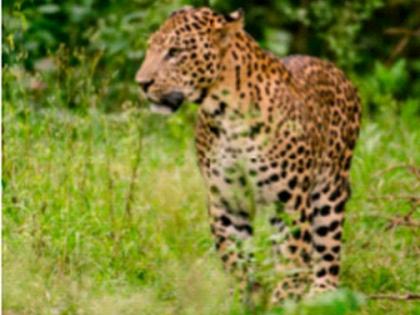 Girl injured in leopard attack | बिबट्याच्या हल्ल्यात बालिका जखमी