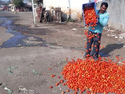 Falling tomatoes cause problems for tomato growers | किमती घसरल्याने टोमॅटो उत्पादक अडचणीत Falling tomatoes cause problems for tomato growers | किमती घसरल्याने टोमॅटो उत्पादक अडचणीत