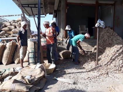 This year, the Amchoor Industries suffered the highest rate of price hike | आमचूर उद्योगाला यंदा दरघसरणीचा फटका This year, the Amchoor Industries suffered the highest rate of price hike | आमचूर उद्योगाला यंदा दरघसरणीचा फटका