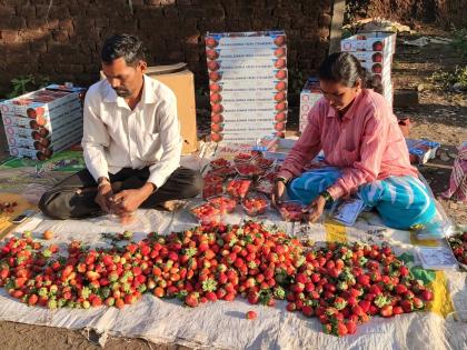  Water from the mouths of strawberry growers! | स्ट्रॉबेरी उत्पादकांच्या तोंडचे पाणी पळाले !