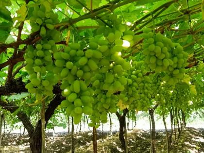 Grape growers are worried about cloudy weather | ढगाळ वातावरणाने द्राक्ष उत्पादक शेतकरी हवालदिल