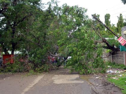 Parbhani: The tree falling on the road opposite Jayakwadi | परभणी :जायकवाडी समोरील रस्त्यावर पडले झाड