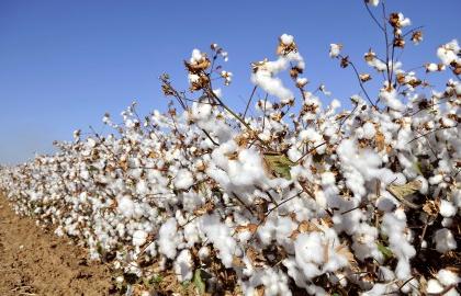 Shuttin 'on the cotton market | कापसाच्या बाजारपेठेत शुकशुकाट