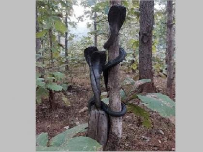 3 cobra snakes saw on a tree in melghat | काय सांगता... एकाच झाडावर तीन-तीन कोब्रा सापांची सभा