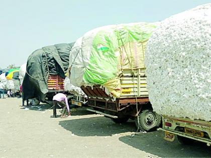 Fast growers of cotton growers do not have the advantage | कापूस भावातील तेजीचा उत्पादकांना फायदा नाही