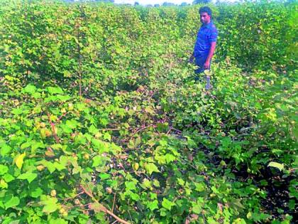 Damage of vertical cafeterias made by Roha | रोह्यांनी केले उभ्या कपाशीचे नुकसान