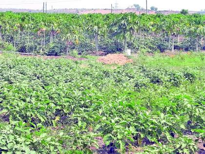 Retired Professor Flowering in the Cemetery | सेवानिवृत्त प्राध्यापकाने स्मशानामध्येच फुलविली शेती Retired Professor Flowering in the Cemetery | सेवानिवृत्त प्राध्यापकाने स्मशानामध्येच फुलविली शेती