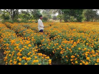 Dussehra, Diwali will eat marigold prices | दसरा,दिवाळीत झेंडु भाव खाणार