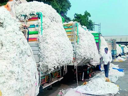 White gold record; 14,470 on Friday | पांढऱ्या सोन्याचा विक्रम; शुक्रवारी मिळाला १४,४७० भाव White gold record; 14,470 on Friday | पांढऱ्या सोन्याचा विक्रम; शुक्रवारी मिळाला १४,४७० भाव