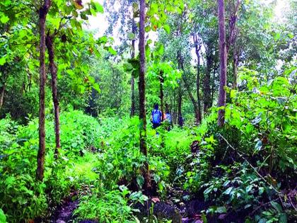 Sahyadri to light up with lightning | काजव्यांच्या प्रकाशात उजळणार सह्याद्री