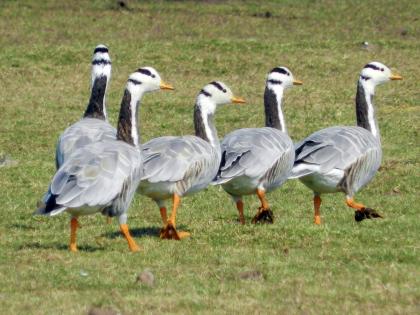 Ambazari lake in Nagpur, neglected by guest birds | नागपुरातील अंबाझरी तलावाकडे पाहुण्या पक्ष्यांनी फिरवली पाठ