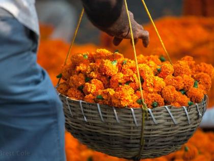 marigold rs 100 kg necklace rs 50 per metre in goa for dasara festival 2023 | झेंडू १०० रुपये किलो; हार ५० रुपये मीटर, दसऱ्यानिमित्त बाजारात उलाढाल वाढली