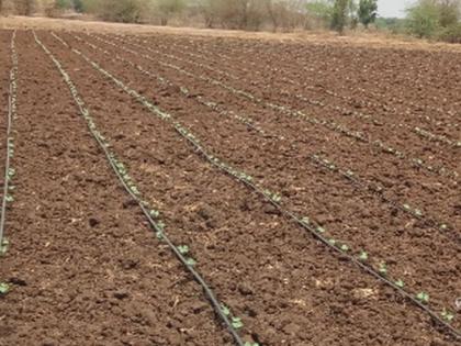 The final phase of planting of cotton | कपाशी लागवडीचे काम अंतिम टप्प्यात