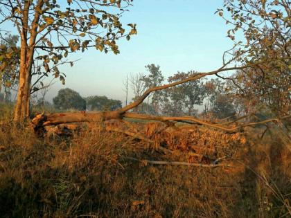 Kolhapur: Excellent break of trees in the field of agricultural research center | कोल्हापूर :  कृषी संशोधन केंद्राच्या जागेतील वृक्षांची बेसुमार तोड