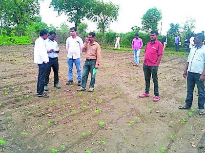 Soybean inspection visit to the field of officers | अधिकाऱ्यांचा शेतात सोयाबीन पाहणी दौरा