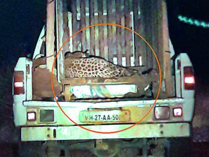 'He' took a leopard breath | ‘त्या’ बिबट्याने घेतला मोकळा श्वासं