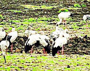 Arrival of Open Bills Tark Bird at Reservoir | जलाशयावर ओपन बिल्स टार्क पक्ष्यांचे आगमन