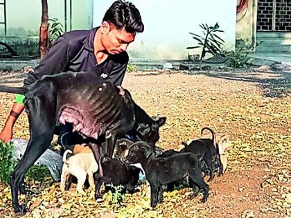 Breeding of the swine, breeding really happened? | श्वानांची भरमसाठ पैदास, खरेच निर्बीजीकरण झाले?