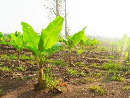  Banana plantations due to lack of water in the Keelpatta of Raver-Yaval taluka | रावेर- यावल तालुक्यातील केळीपट्ट्यात पाण्याअभावी केळी लागवड रखडली