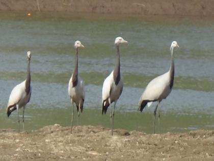 First sighting of the 'Karkara Cronch' bird at Amanpur on the bank of Krishna river in Sangli | सांगलीतील कृष्णा नदी काठावर परदेशी पक्ष्यांचा किलबिलाट, आमणापुरात 'करकरा क्रोंच' पक्ष्याचे प्रथमच दर्शन