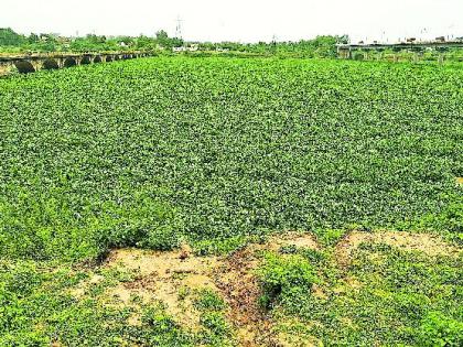 The shape of green lawn came to Wainganga | वैनगंगेला आले हिरव्या लॉनचे स्वरूप