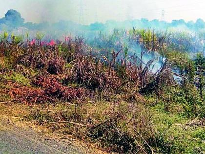 Farmers Burned Sugarcane | शेतकऱ्यांनी जाळला ऊस