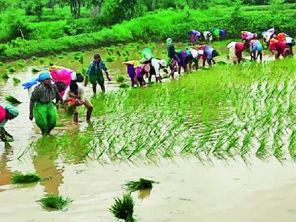 Transplantation on 3 thousand 3 hectares in Lakhni taluka | लाखनी तालुक्यात १० हजार ५०० हेक्टरवर रोवणी