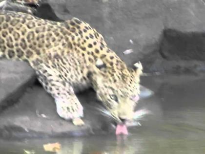 Male-female attack by leopard near Chandekasare | बिबट्याच्या नर व  मादीने पाच शेळ्या केल्या फस्त