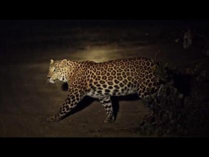 Farmer injured in leopard attack | बिबट्याच्या हल्ल्यात शेतमजूर जखमी