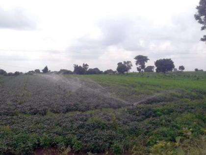 Rain stops; crops need water to flurish | पावसाची अेाढ; पिकांमध्ये फुलगळतीचे प्रमाण वाढले