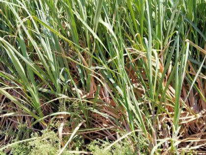  Falling in sugarcane field due to lack of workers! | तोड कामगारांअभावी ऊस शेतातच पडून !