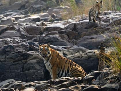 Ramdegi Buffergate Housefull in Tadoba to see the calves of Jharani Tigress! | झरणी वाघिणीच्या बछड्यांना पहायला ताडोबातील रामदेगी बफरगेट हाऊसफुल्ल!