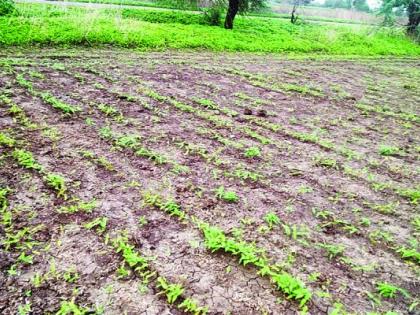 No rain in Akola district; Risk of Re- sowing; Farmer worried! | पेरण्या उलटण्याचा धोका; शेतकरी चिंतेत!