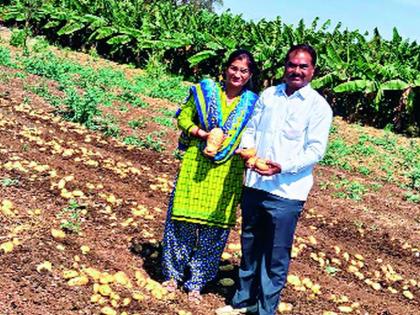 Alternative to banana potato production | केळीला बटाटा उत्पादनाचा पर्याय