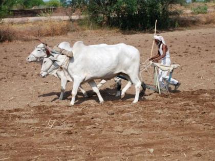 Farmers of Dhule district this year too will be the only farmers to cultivate cotton | धुळे जिल्ह्यातील शेतकºयांचा यावर्षीही कापूस लागवडीकडेच कल